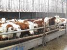 肉牛养殖网肉牛养殖场肉牛养殖效益分析