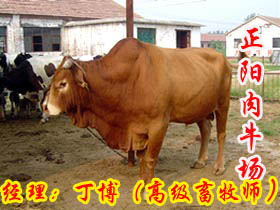 中国肉牛行情报价 中国肉牛价格山东畜牧局牛羊科研基地