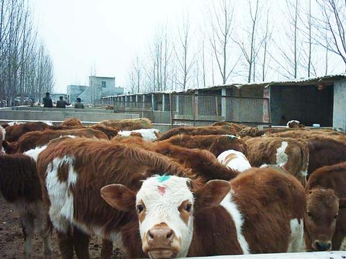 西门塔尔牛 牛犊养殖周期
