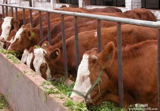 山东肉牛养殖场牛犊价格