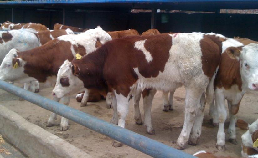肉牛基地改良育种肉牛种牛