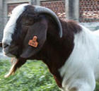 2009牛养殖前景山东波尔山羊江苏波尔山羊波尔山羊视频北京波尔山羊