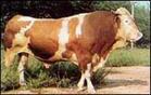 鲁西黄牛的市场价格-肉牛养殖场-全国肉牛交易市场