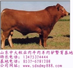 北京肉牛养殖场黑龙江肉牛市场价格