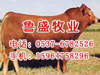 2008 山东饲养肉牛技术资料-肉牛羊品种