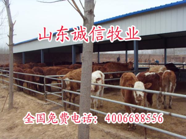 种羊价格效益分析山东种羊养殖总场