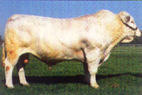 养殖养牛效益养牛行情肉牛养殖技术致富项目
