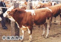 优质肉牛犊 改良牛 牛价格 牛养殖行情