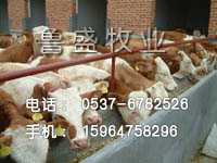 中国肉牛养殖网-山东鲁盛牧业供西门塔尔牛肉牛犊小公牛犊架子牛鲁西黄牛