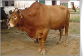 肉牛养殖效益分析 肉牛效益 肉牛养殖效益 养牛经济效益分析