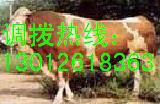 汉中什么地方卖牛汉中小牛养殖基地汉中哪里有养牛场