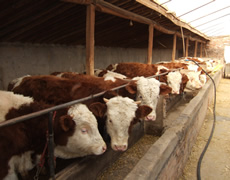 肉牛养殖专业户 养牛场建设方案 山东嘉骏牧业