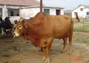 怎么养殖鲁西黄牛 如何养殖鲁西黄牛 鲁西黄牛养殖技术 鲁西黄牛价格