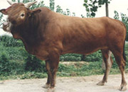 肉牛牛犊西门塔尔牛牛中国养殖网