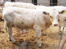 中国公认的肉牛品种西门塔尔牛夏洛莱牛
