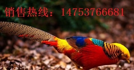 秦皇岛红腹锦鸡 种苗的价格