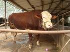 什么品种的肉牛放养最好-肉牛养殖品种鲁西黄牛饲养