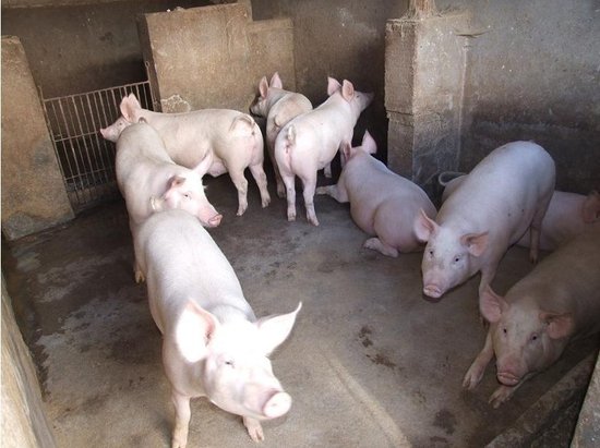 山东15公斤猪苗批发价格免费送猪到家便宜呀