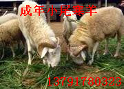 小尾寒羊最低价格销售-国珍牧业