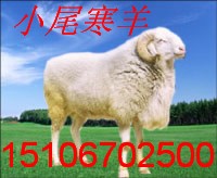 养羊场肉羊养殖技术国宝小尾寒羊小尾寒效益分析