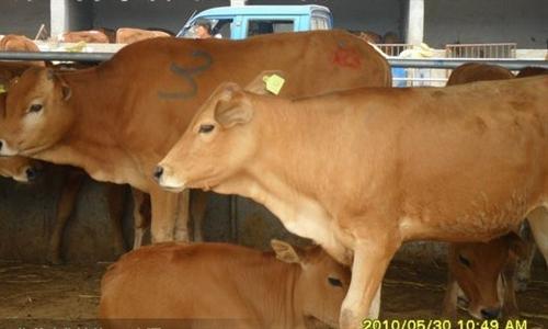 云南肉牛价格现在多少钱一斤