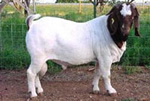 山东波尔山羊价格 小尾寒羊养殖利润 肉羊价格 13153764963