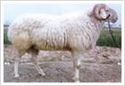 小尾寒羊养殖前景养殖效益如何