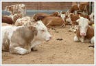 肉牛犊饲养方法肉牛养殖成本