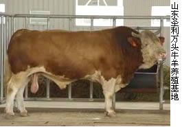 山东圣利牧业出售肉牛 肉牛犊 免费运输