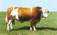 牛 羊 肉牛及肉牛犊 西门塔尔肉牛 鲁西黄牛