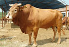 肉牛养殖效益 牛羊 畜牧业