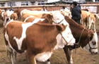 西门塔尔牛 育肥牛犊 优质种牛