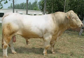牛犊肉牛种牛种羊鲁西黄牛