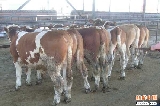 牛犊一般养殖几个月可以出栏卖肉牛