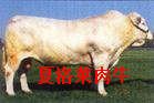 肉牛利木赞牛牛犊改良牛 育肥牛