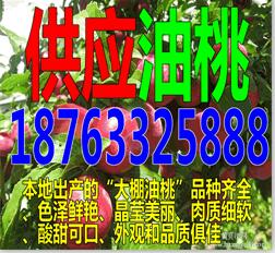 青海油桃市场价格多少钱一斤