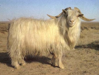 羊价格 小尾寒羊养殖 小尾寒羊的养殖