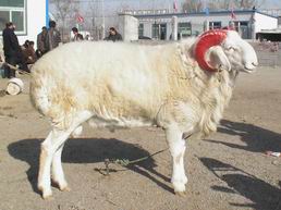 波尔山羊养殖效益 波尔山羊养殖效益同发