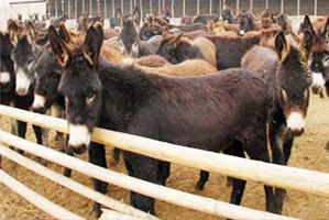 山西大型肉驴养殖场