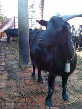 黑山羊-马头羊-湖南黑山羊 养殖场
