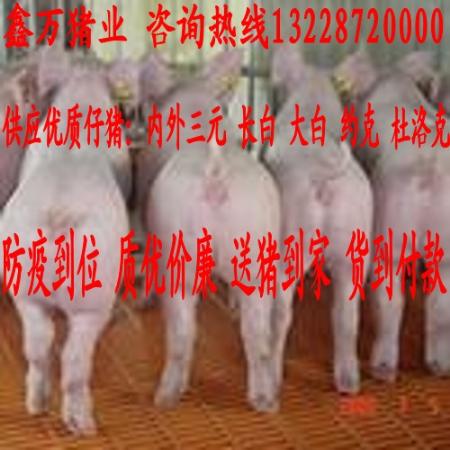 临沭仔猪价格 惊爆 价格 发布