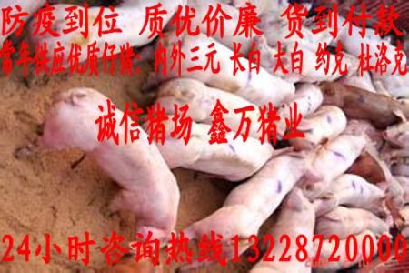 金乡仔猪价格 养殖 产品 推荐