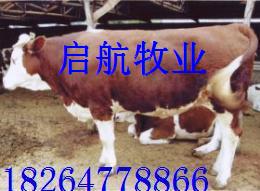 湖南岳阳肉牛养殖方法