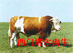 肉牛品种介绍肉牛犊养殖效益分析