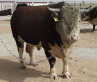 肉牛养殖 肉牛养殖基地 夏洛莱牛肉牛犊价