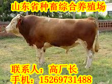 贵州什么地方有养殖肉牛的