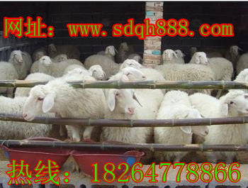 安徽淮北哪里有养殖场波尔山羊羊羔价格