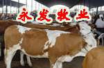 肉牛价格分析肉牛的市场行情养殖肉牛