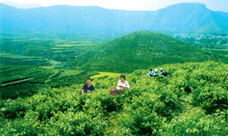 银花银花苗繁育基地