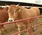 肉牛养殖效益分析肉牛效益肉牛养殖效